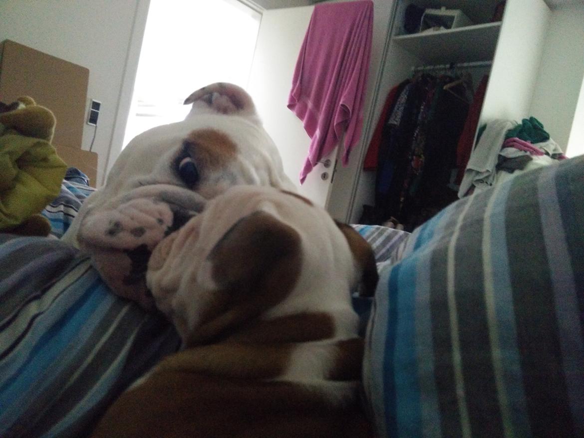 Engelsk bulldog Molosshuset Venus aka. Hera billede 2