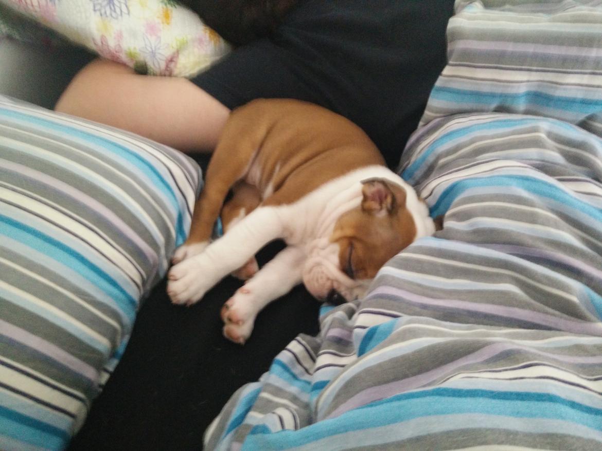 Engelsk bulldog Molosshuset Venus aka. Hera billede 3