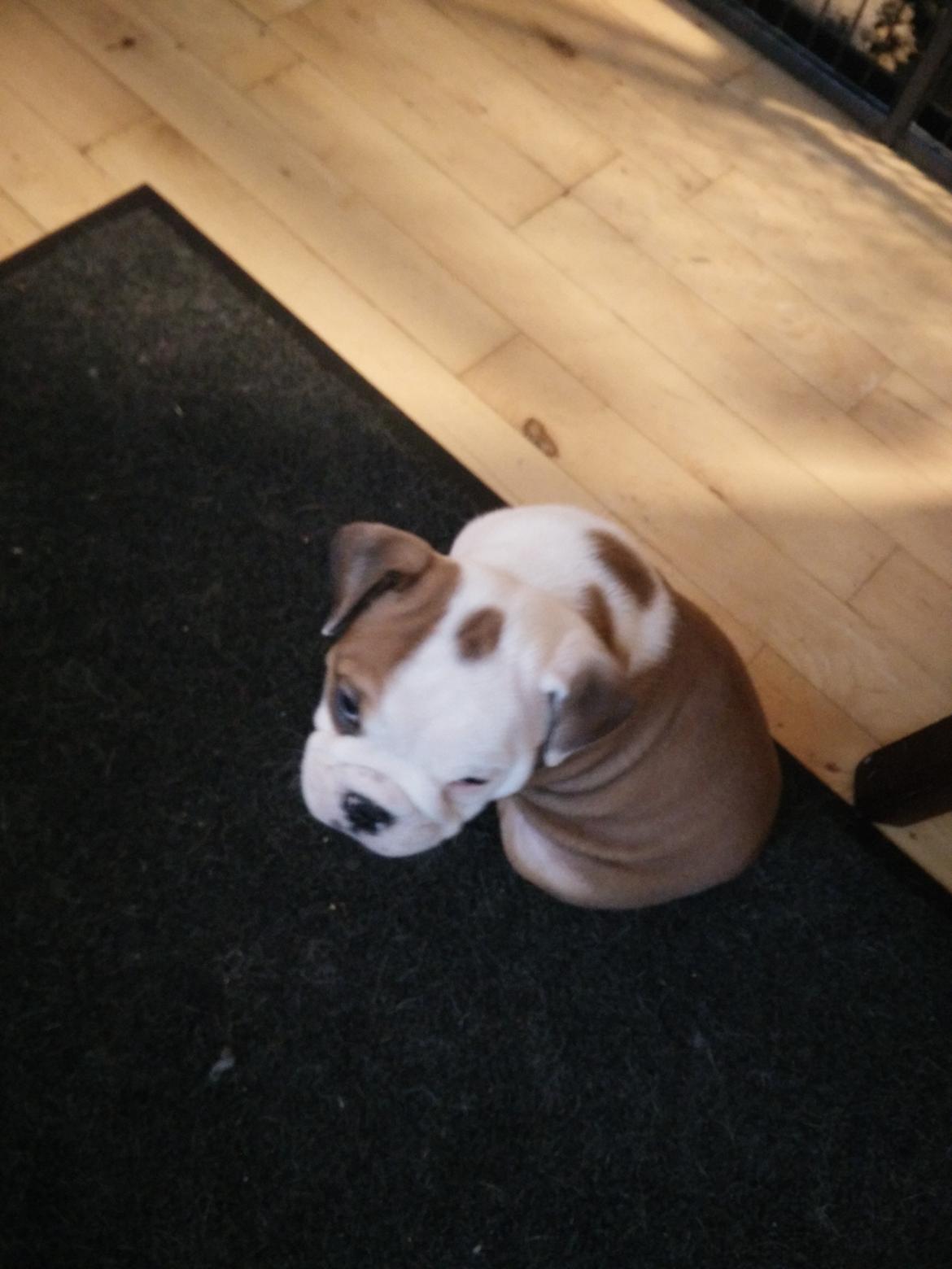 Engelsk bulldog Molosshuset Venus aka. Hera billede 4