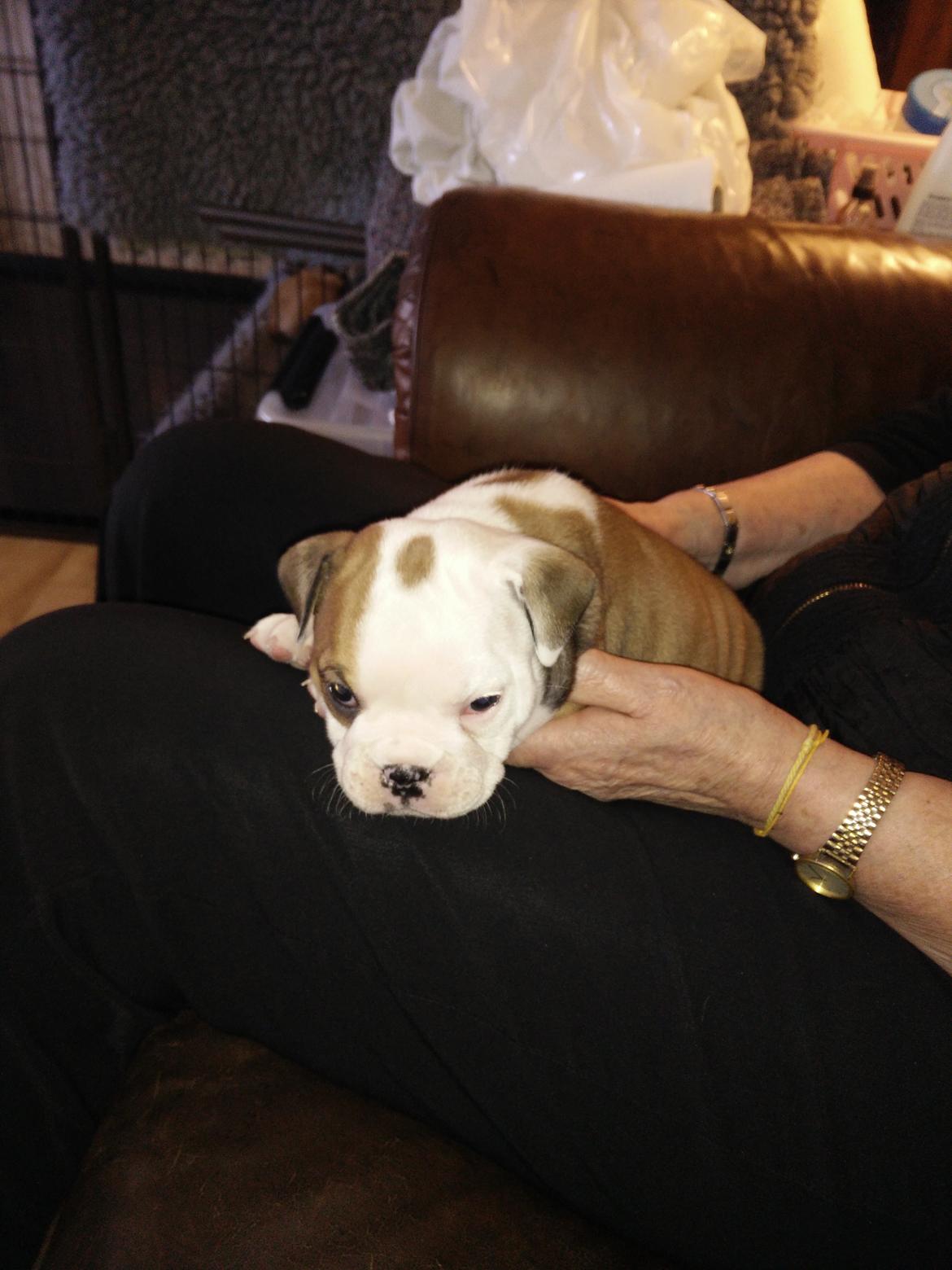 Engelsk bulldog Molosshuset Venus aka. Hera billede 5