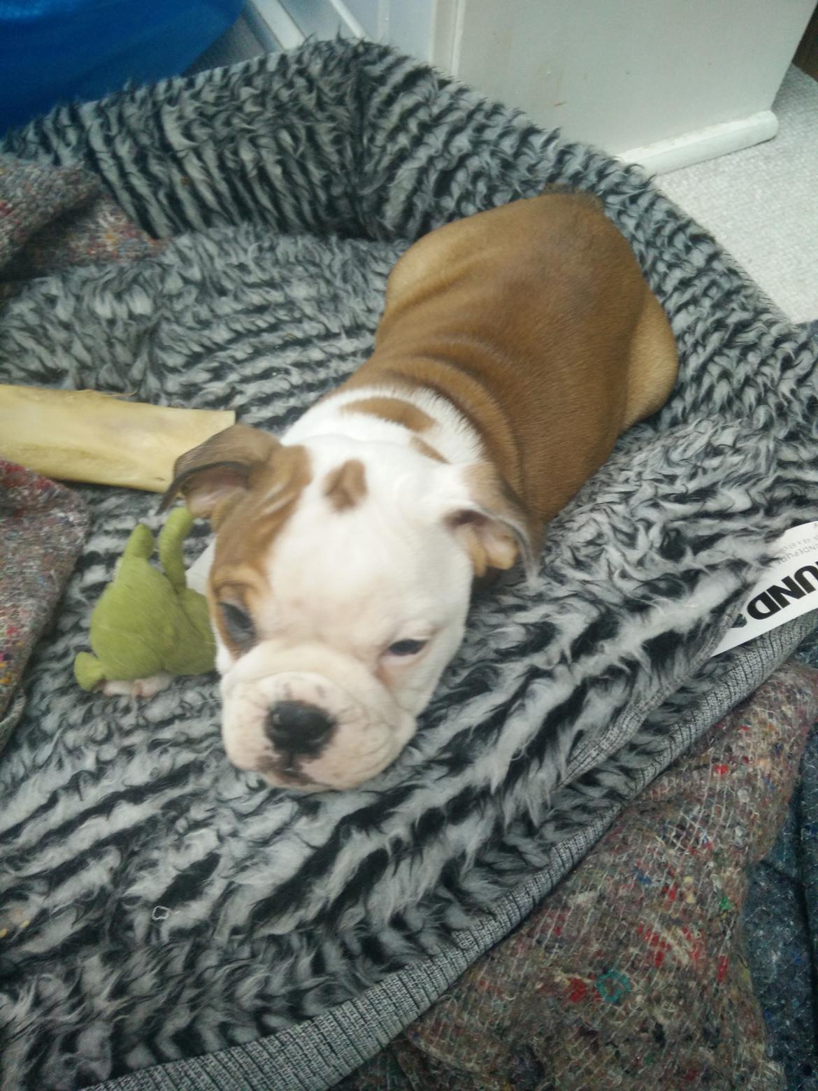 Engelsk bulldog Molosshuset Venus aka. Hera billede 6