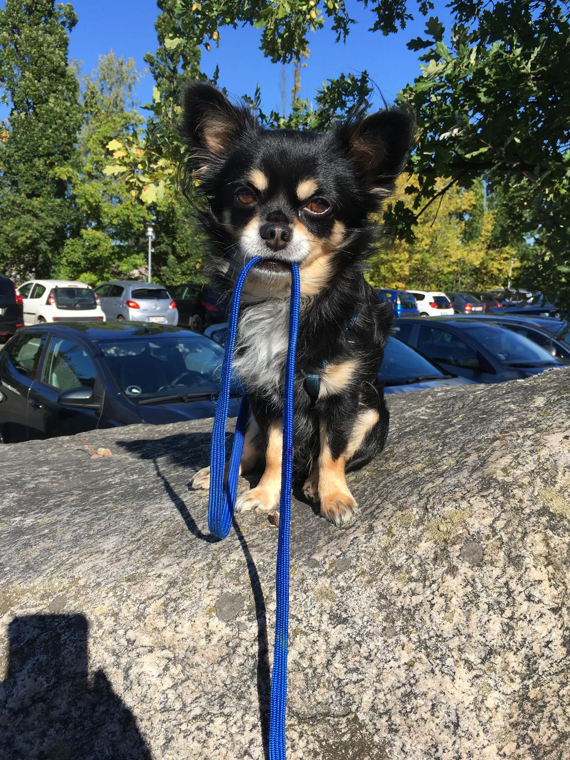 Chihuahua R.I.P Pago Pjevsen - sommer 2016. billede 1