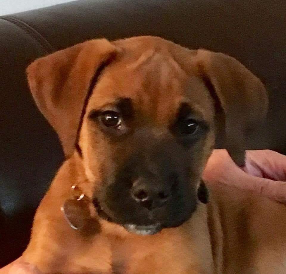 Blanding af racer Audrey billede 1