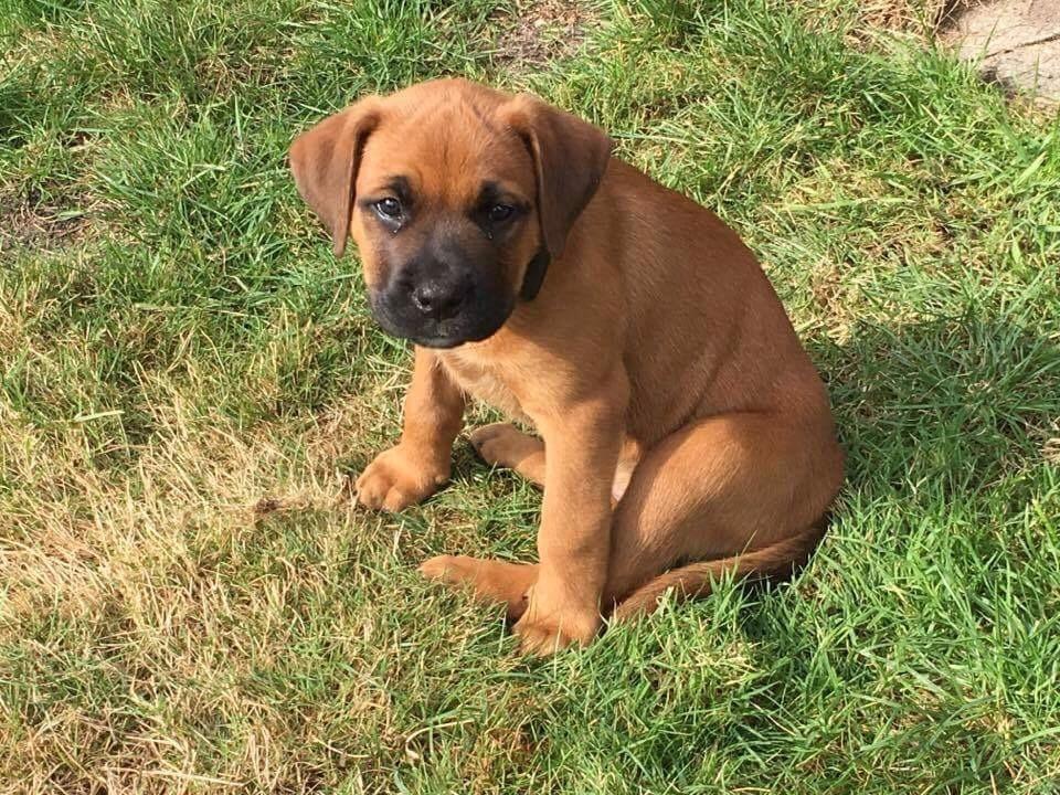 Blanding af racer Audrey billede 2