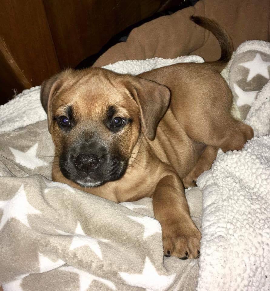 Blanding af racer Audrey billede 4