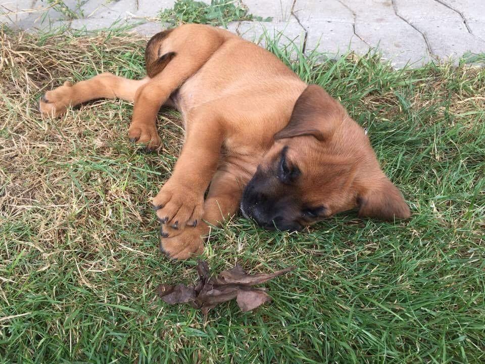 Blanding af racer Audrey billede 5