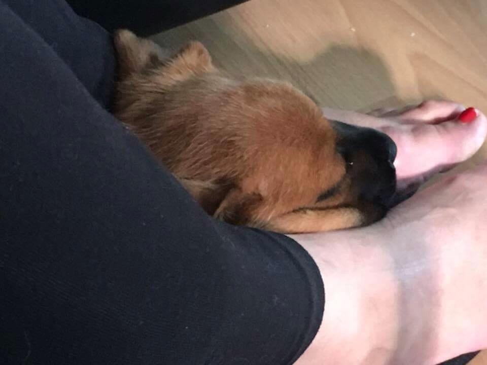 Blanding af racer Audrey billede 6