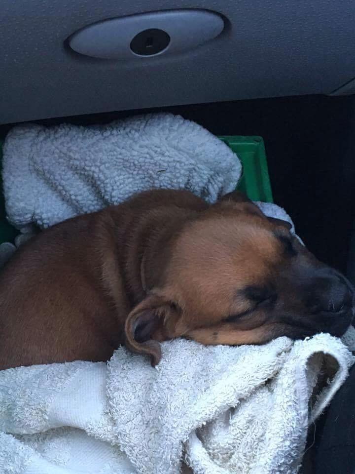 Blanding af racer Audrey billede 3