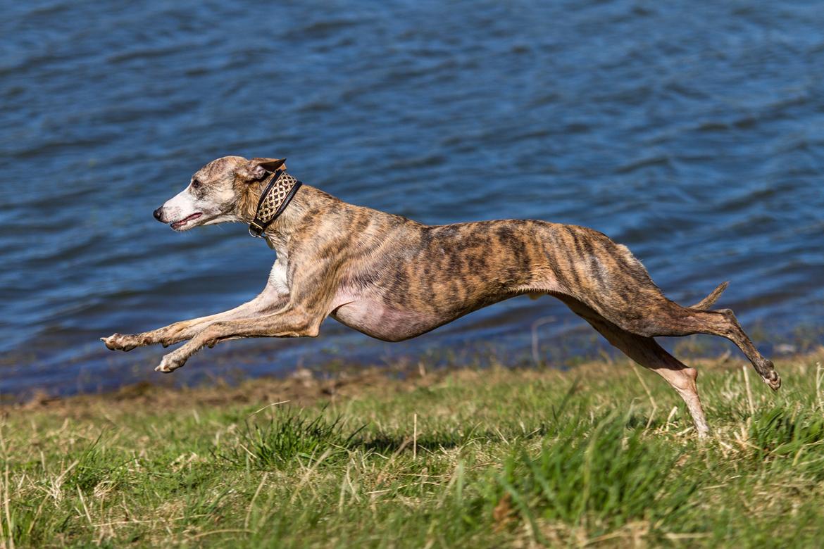 Whippet Silas (Tanalorn Kelvin Knock Out) billede 38