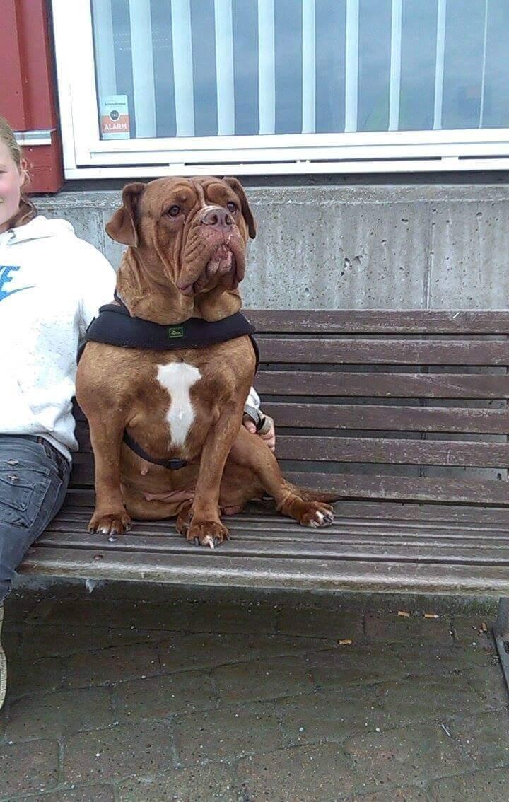 Olde english bulldogge Kingbull´s Cera billede 35