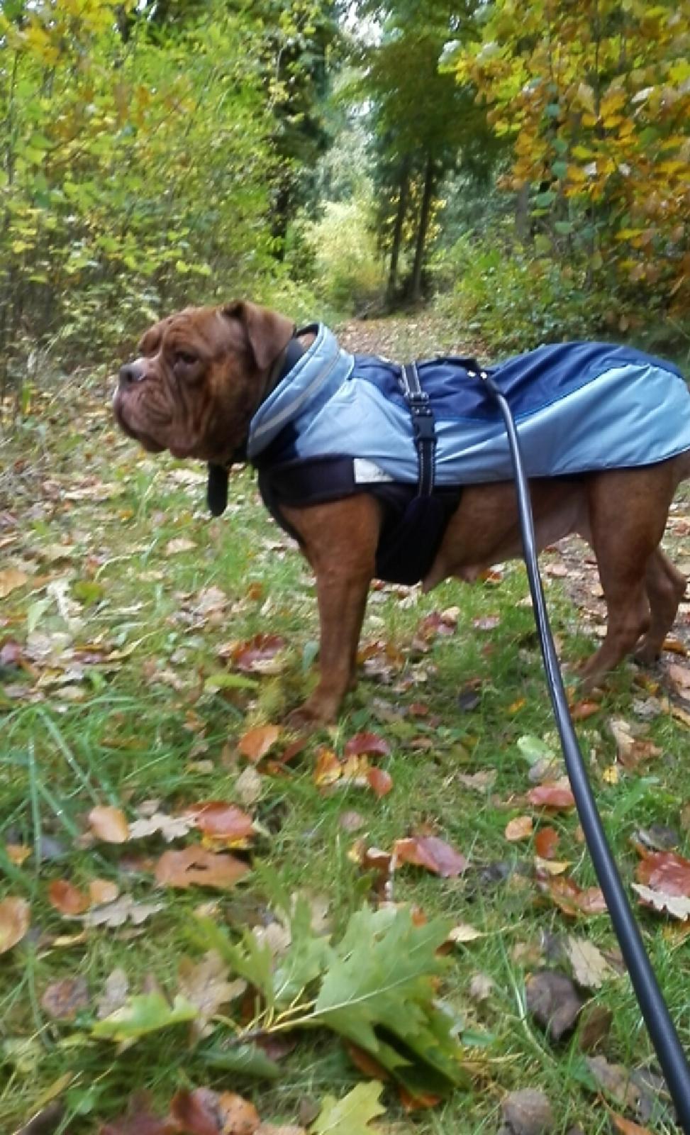 Olde english bulldogge Kingbull´s Cera billede 36