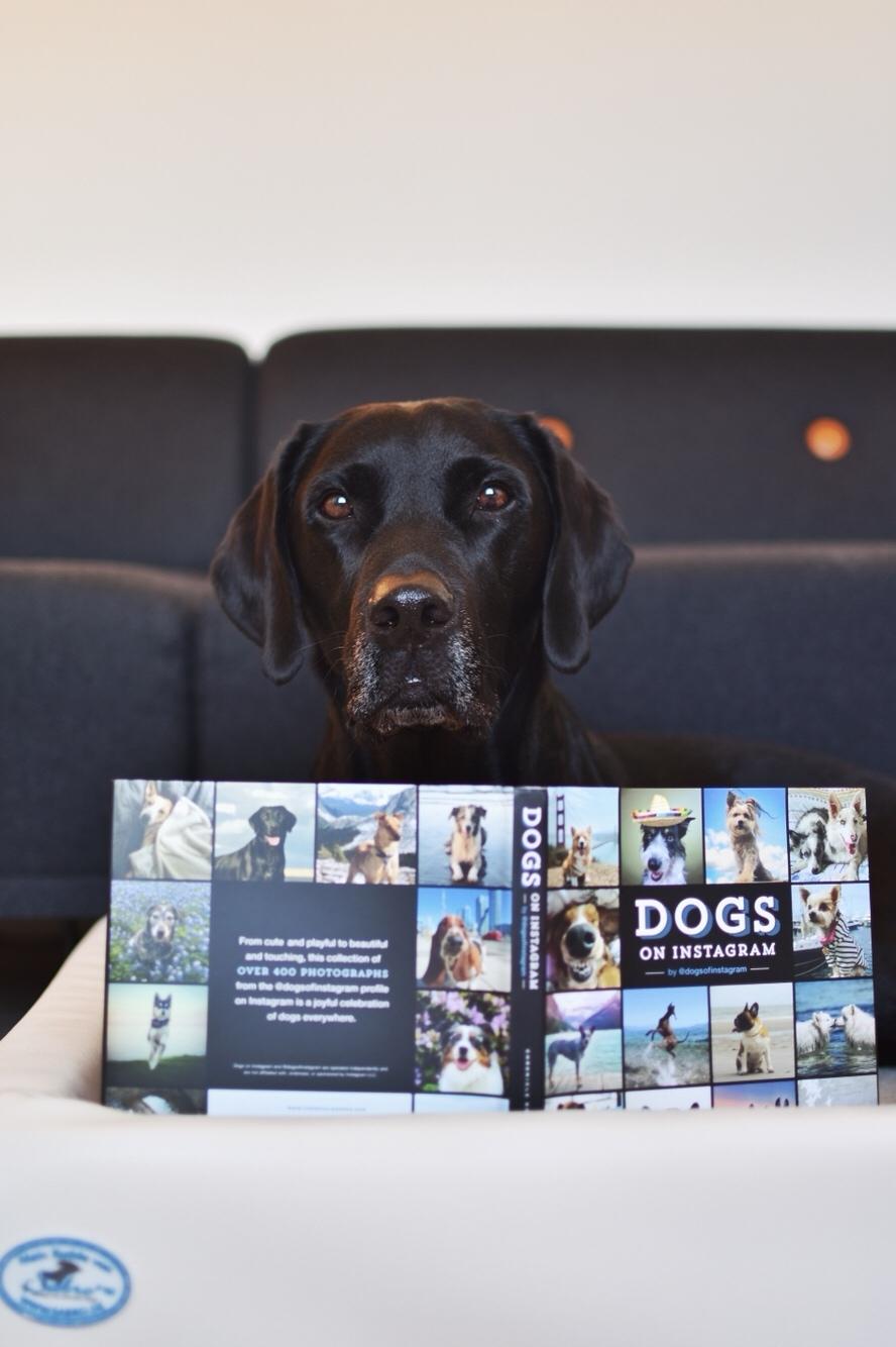 Labrador retriever Junior billede 43