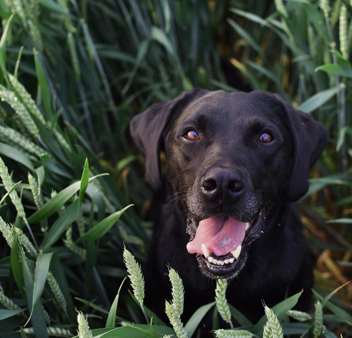 Labrador retriever Junior billede 50
