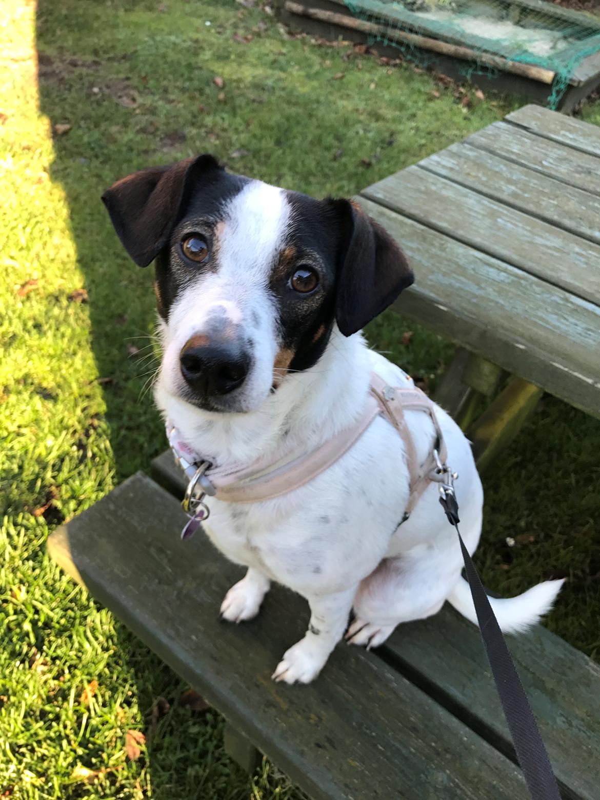 Dansk svensk gaardhund Fanny billede 20