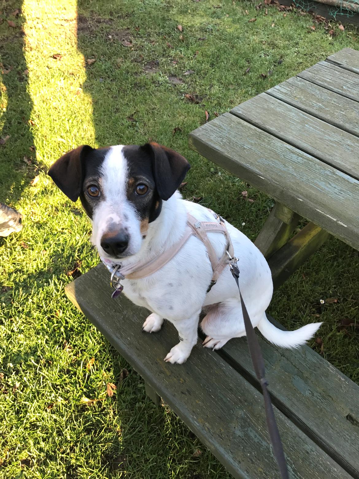 Dansk svensk gaardhund Fanny billede 19