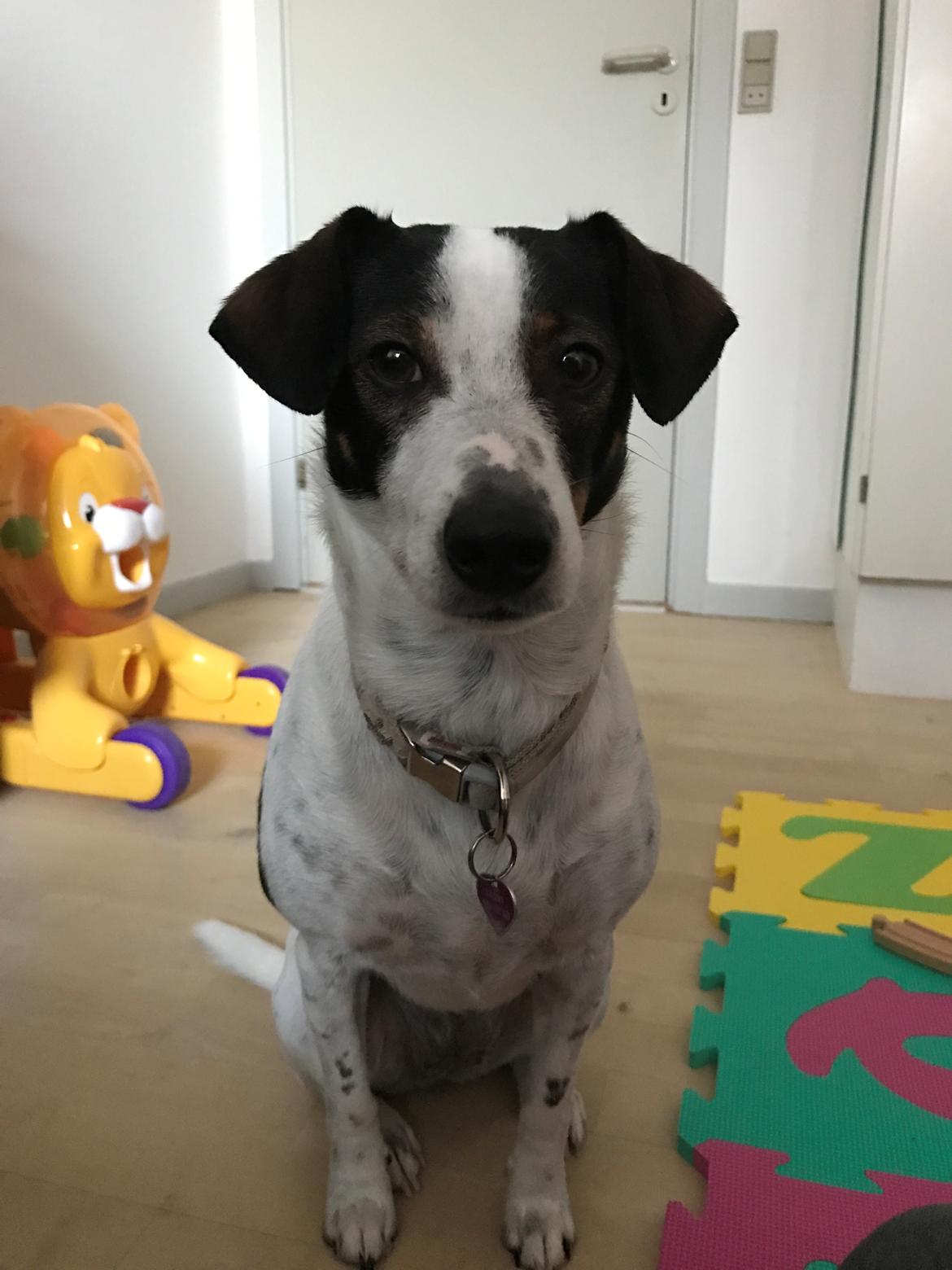 Dansk svensk gaardhund Fanny billede 22