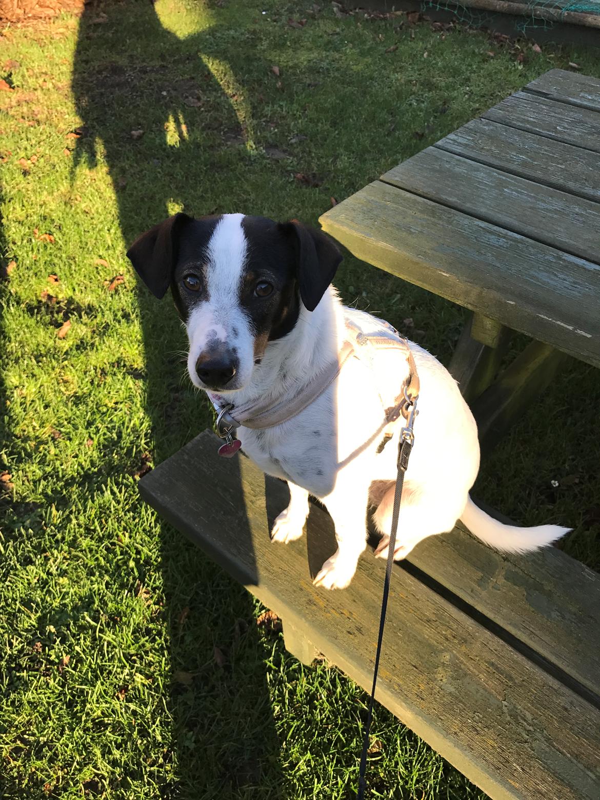 Dansk svensk gaardhund Fanny billede 21