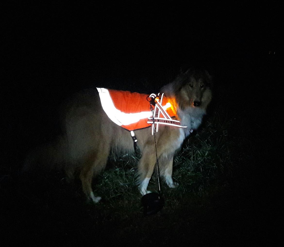 Collie langhåret Lapinette's Heading for the Top (HERA) - Når vi går tur på landet billede 4