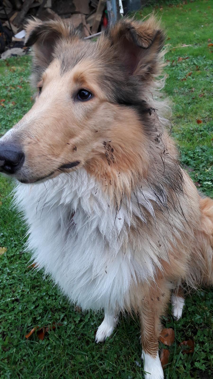 Collie langhåret Lapinette's Heading for the Top (HERA) - Et smut i haven.. billede 5