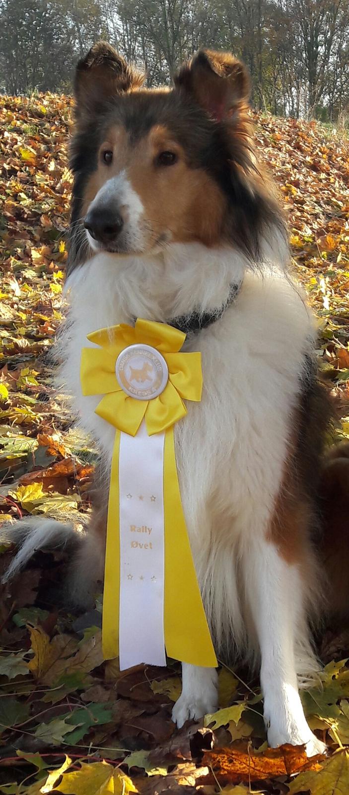 Collie langhåret Gaia billede 32