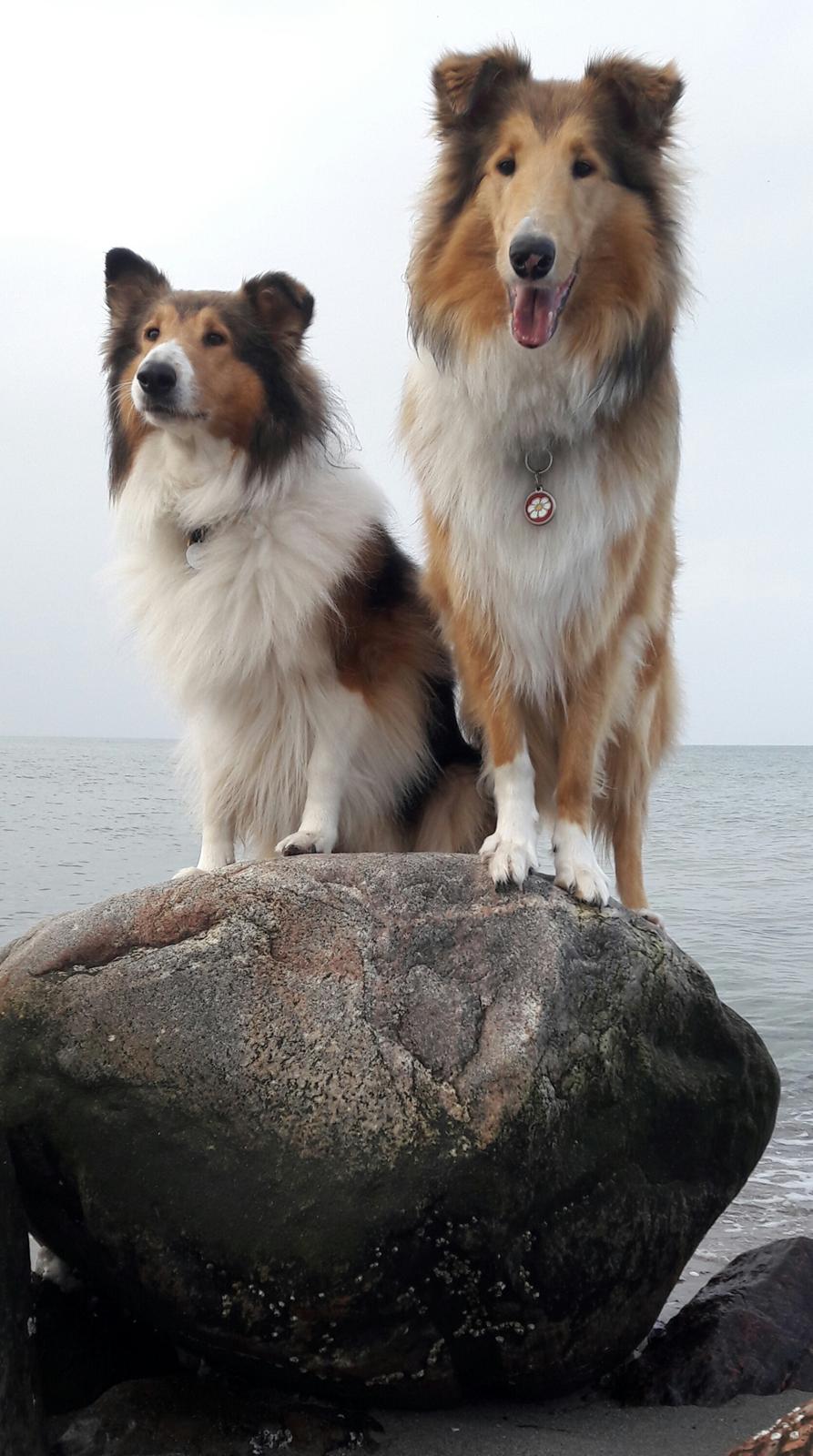 Collie langhåret Gaia billede 33