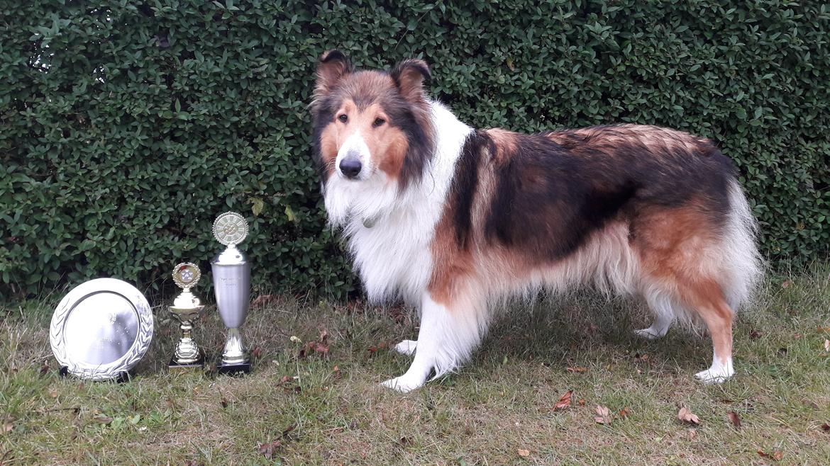 Collie langhåret Gaia billede 34