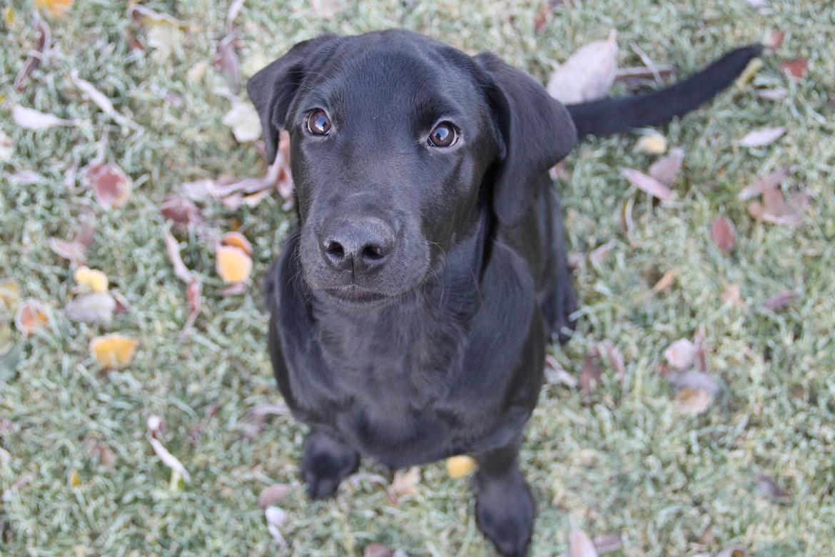 Labrador retriever Dark Moor's Balou - Velkommen til Balous profil <3 billede 1