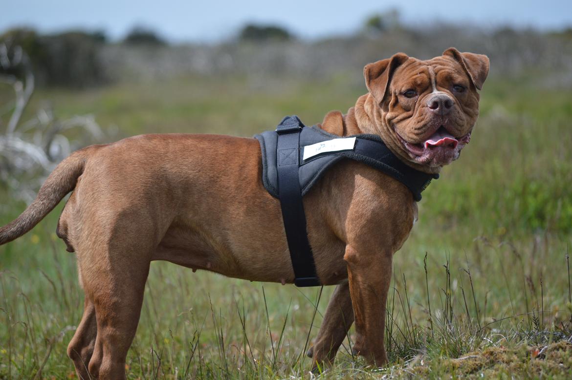 Olde english bulldogge Kingbull´s Cera billede 37