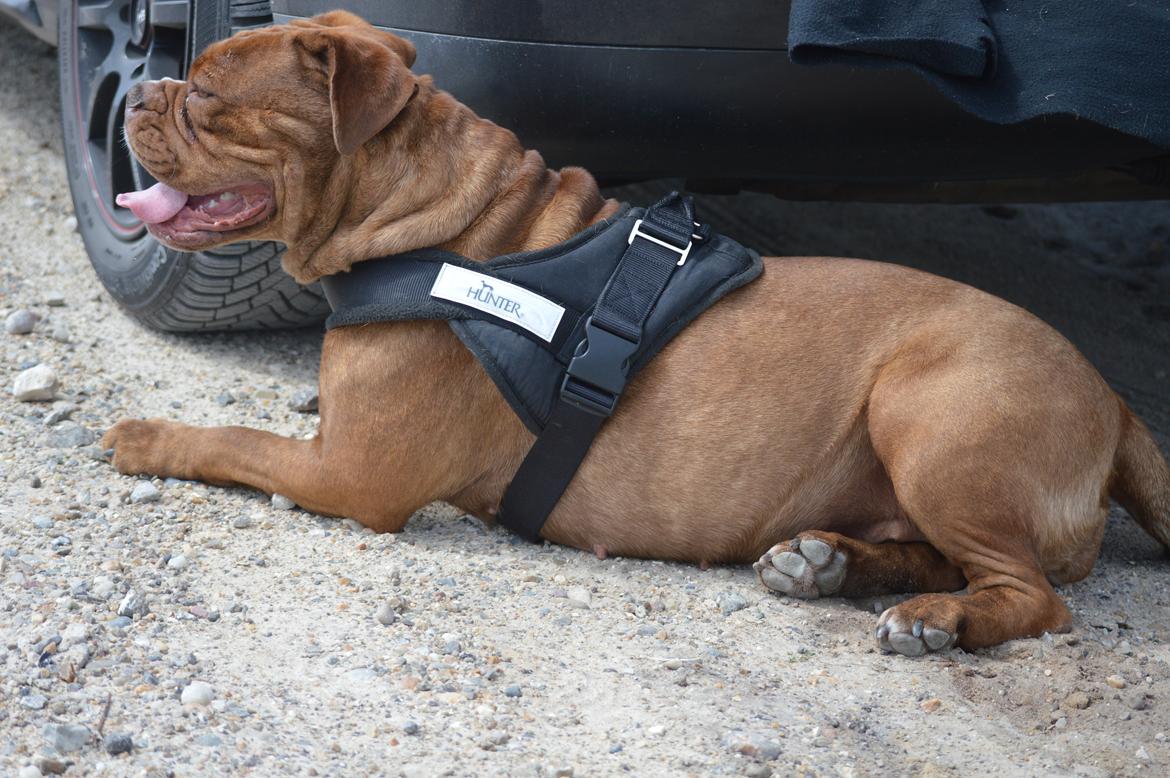 Olde english bulldogge Kingbull´s Cera billede 39