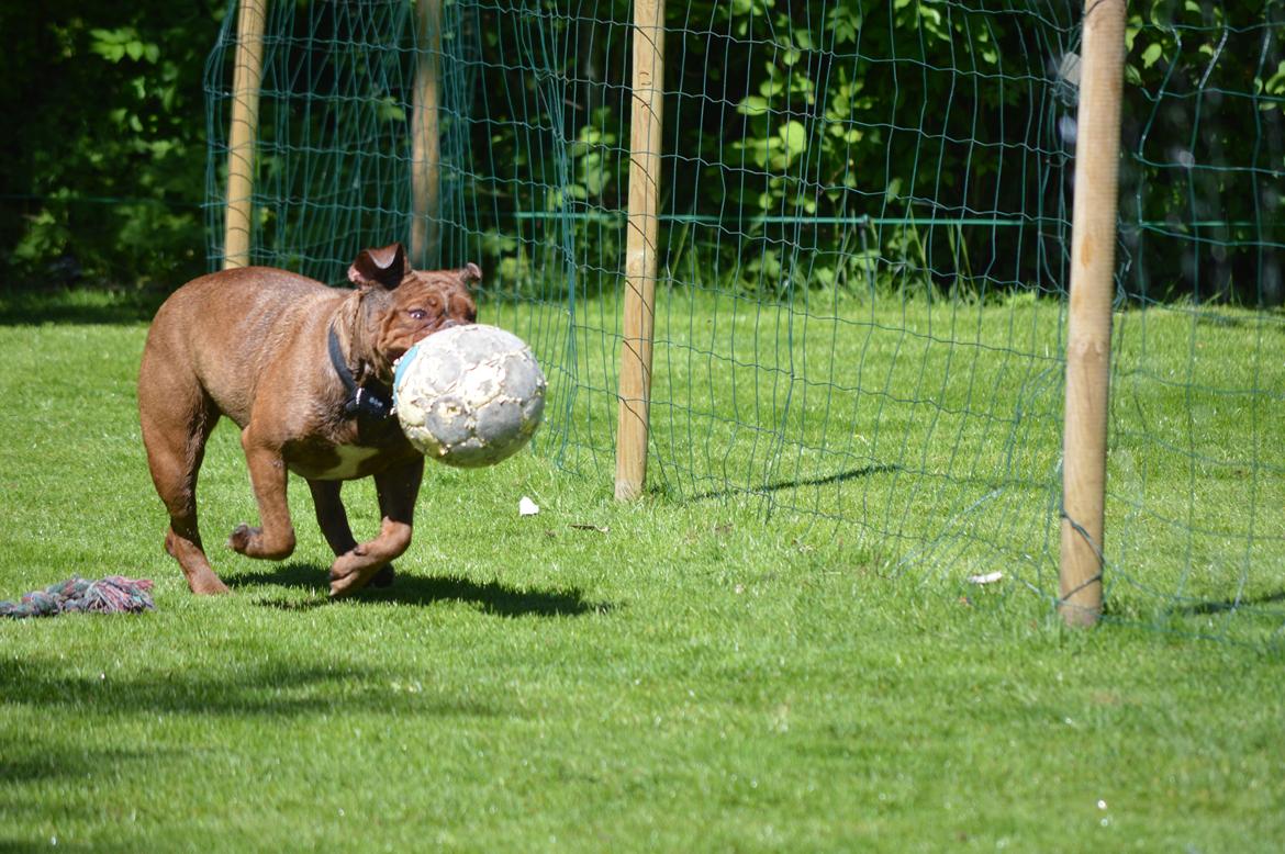 Olde english bulldogge Kingbull´s Cera billede 40