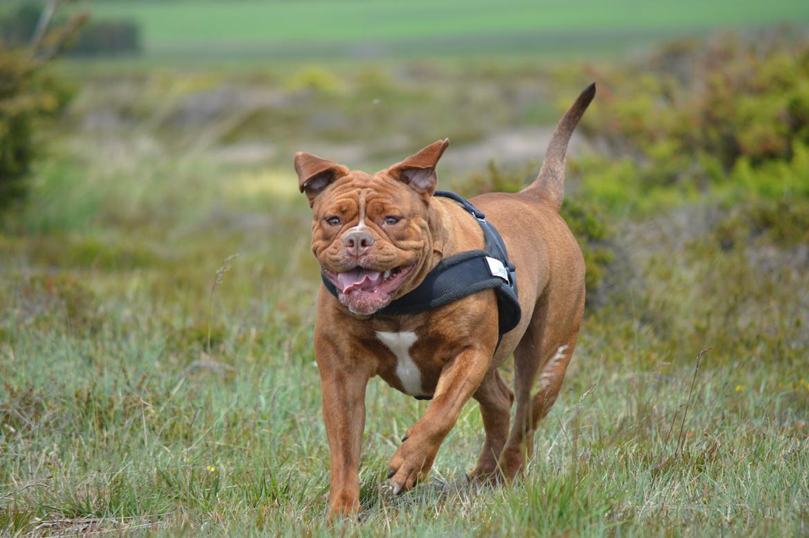 Olde english bulldogge Kingbull´s Cera billede 38
