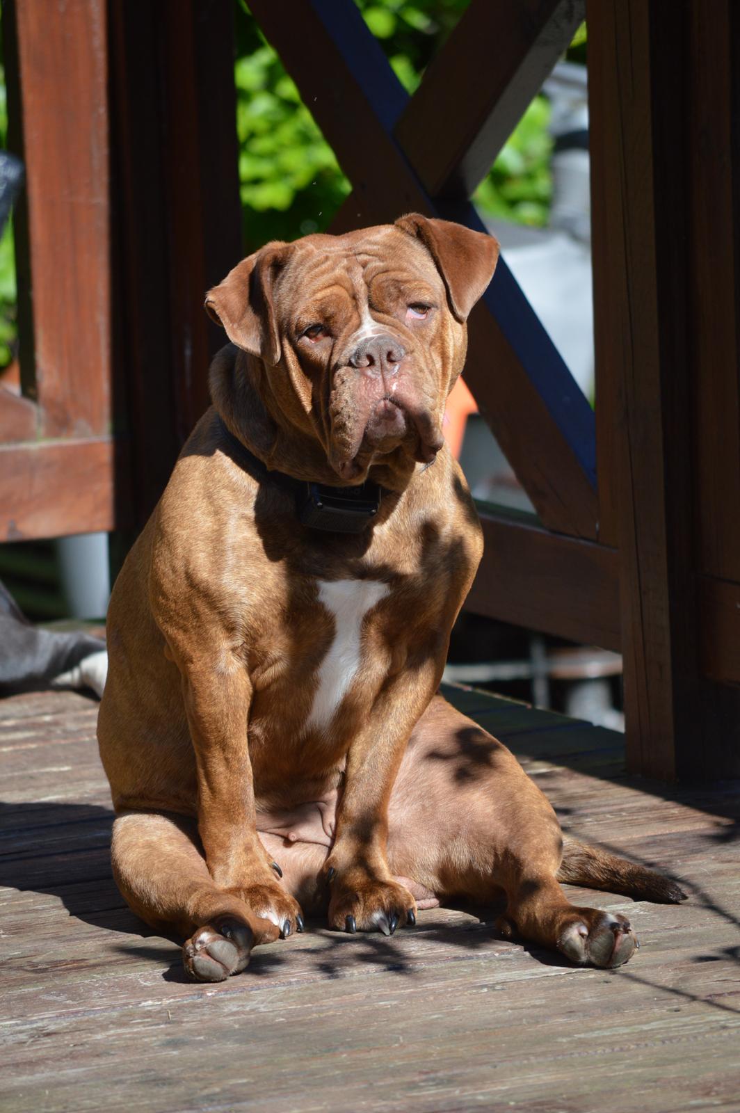 Olde english bulldogge Kingbull´s Cera billede 41
