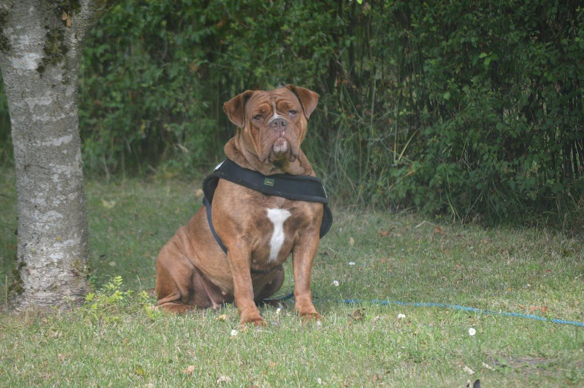 Olde english bulldogge Kingbull´s Cera billede 42