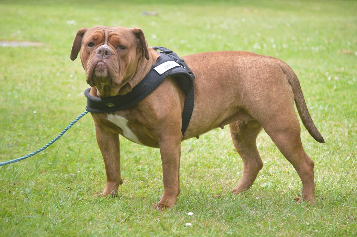 Olde english bulldogge Kingbull´s Cera billede 43