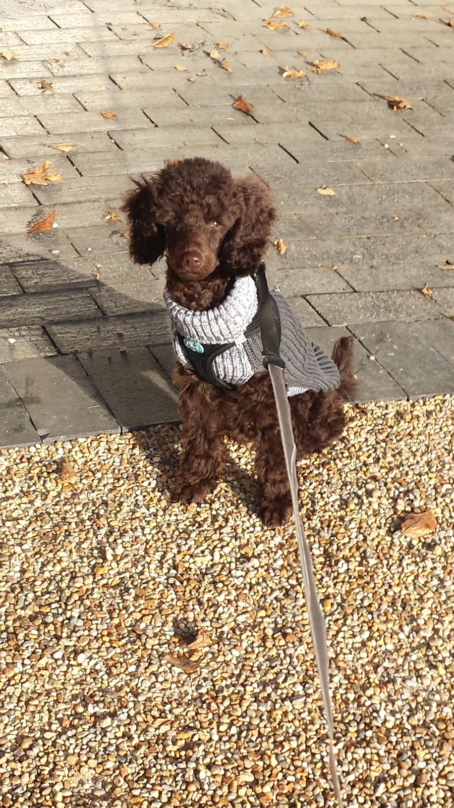 Dværgpuddel Orla  billede 12