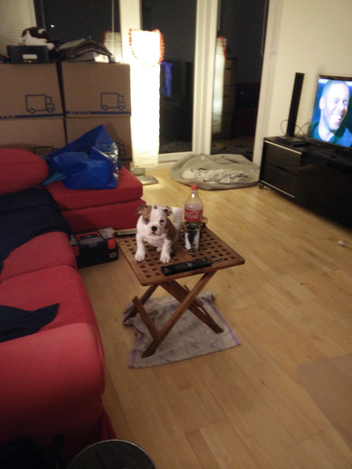 Engelsk bulldog Molosshuset Venus aka. Hera billede 7