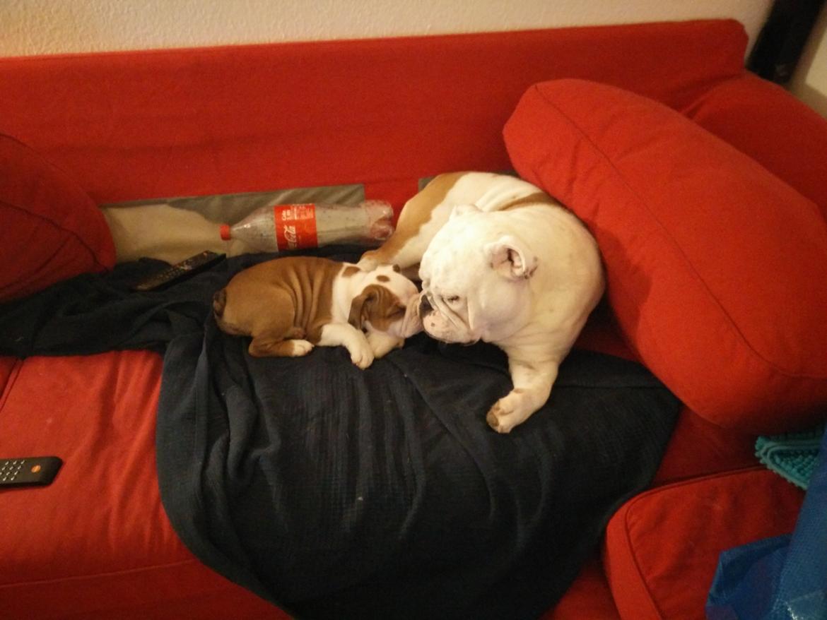 Engelsk bulldog Molosshuset Venus aka. Hera billede 8