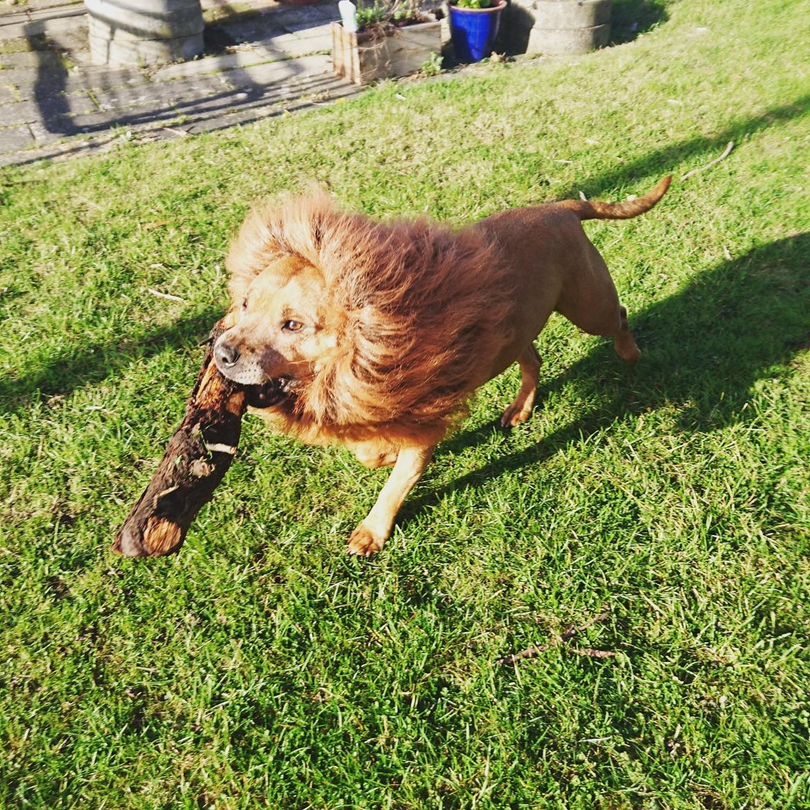 Staffordshire bull terrier Ludwig  - Løven er løs! 😁 billede 36