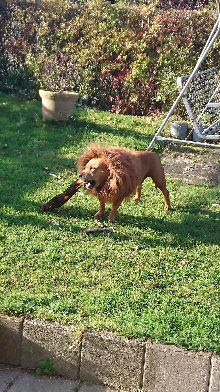 Staffordshire bull terrier Ludwig  - Danmarks mindste løve 🦁 billede 37