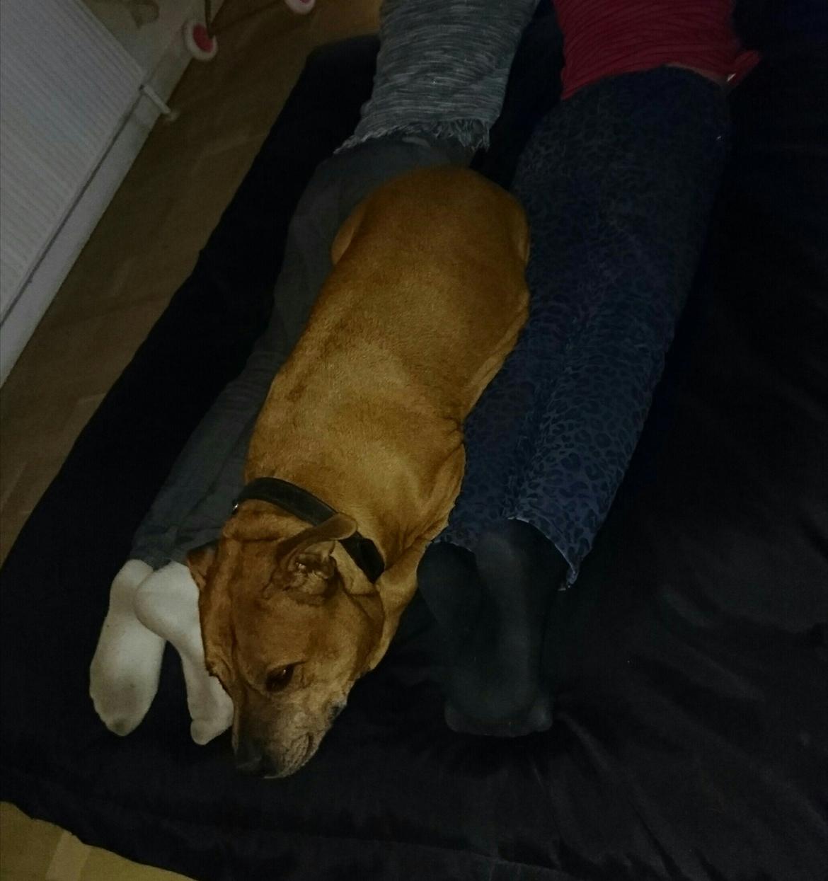 Staffordshire bull terrier Ludwig  - Man kan da lige klemme sig ind mens der er Disney Show ❤ billede 38