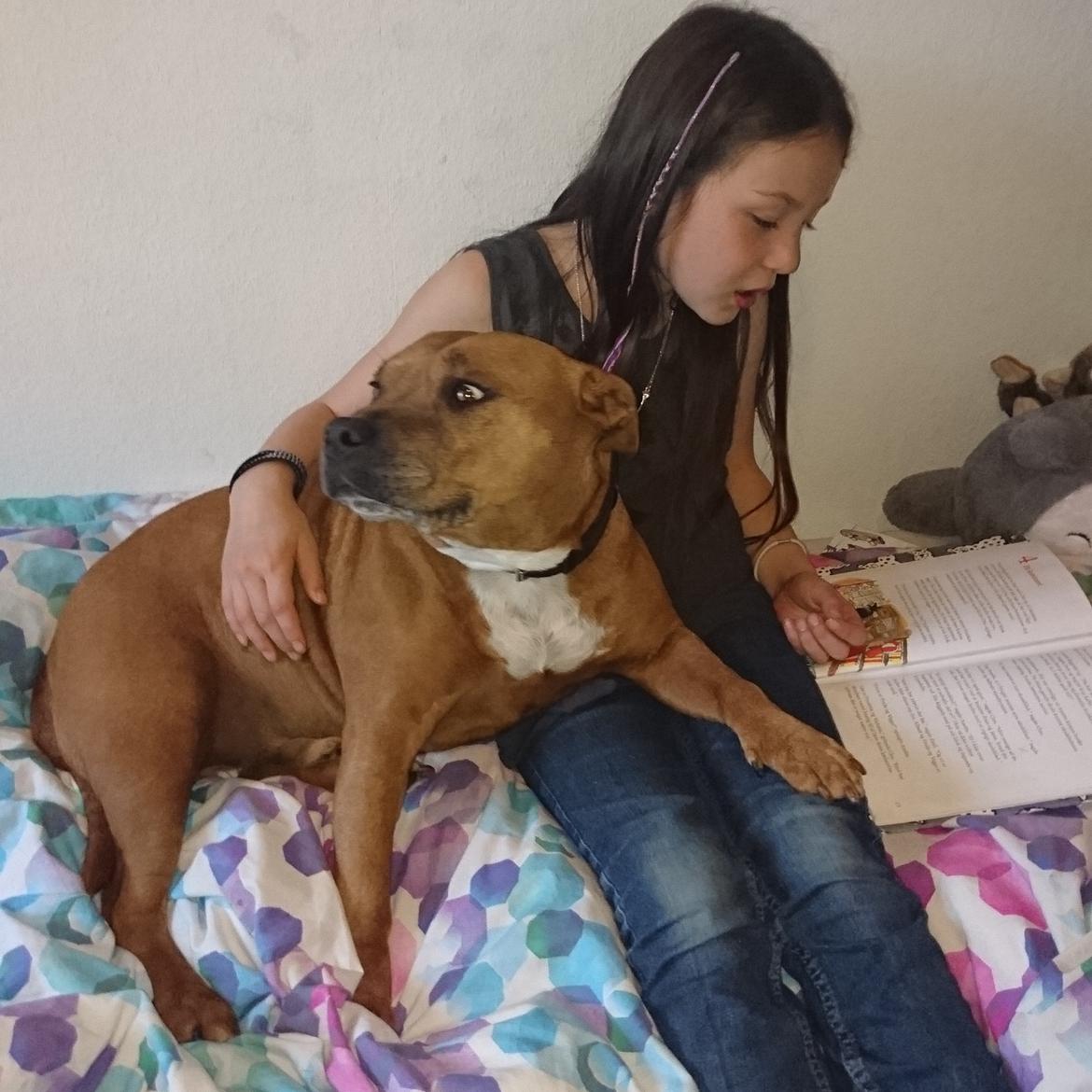 Staffordshire bull terrier Ludwig  - Når ældste læser lektier 😍 billede 39