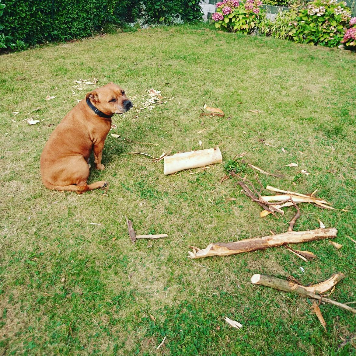 Staffordshire bull terrier Ludwig  - Det var ikke mig 🙊 billede 40