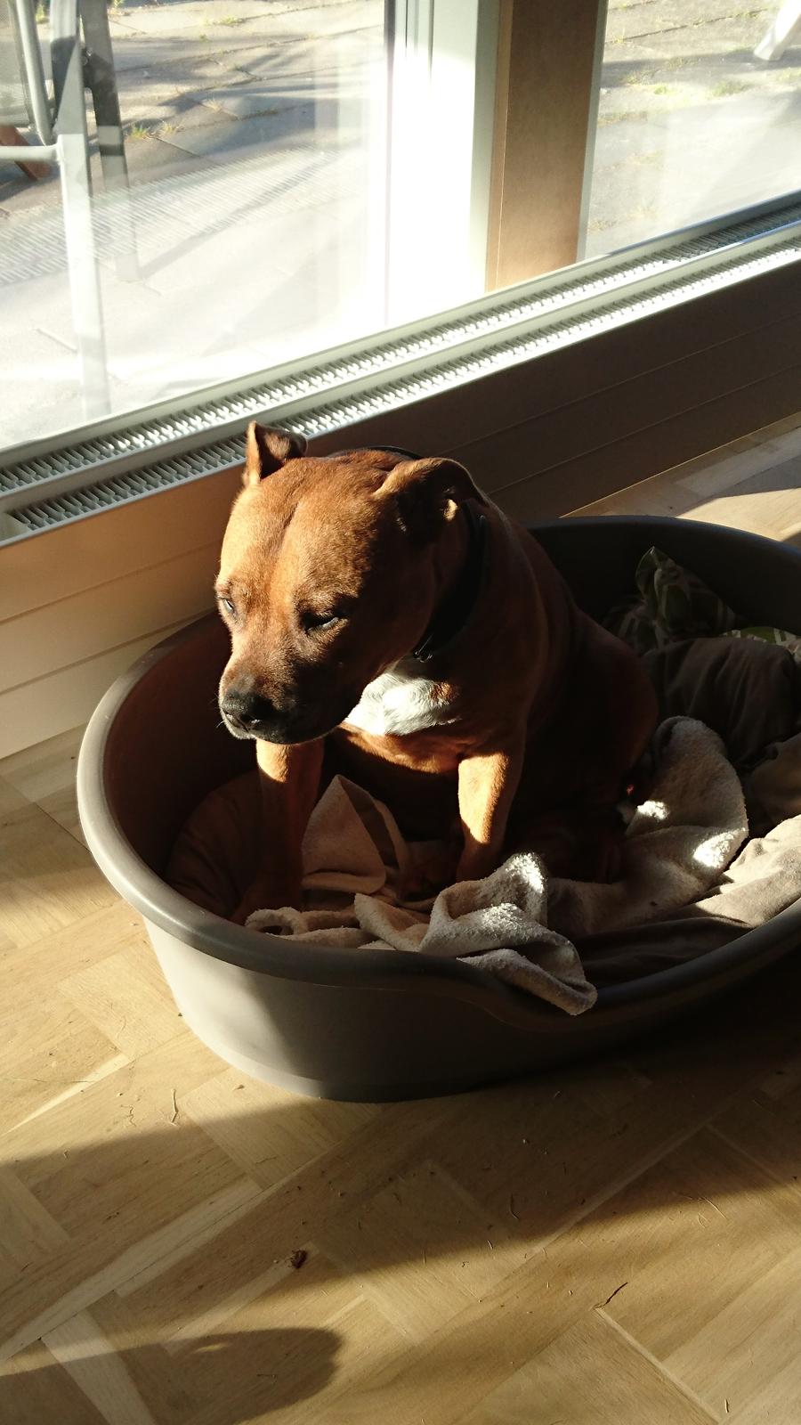 Staffordshire bull terrier Ludwig  - Vi elsker ham 💞💕 billede 41