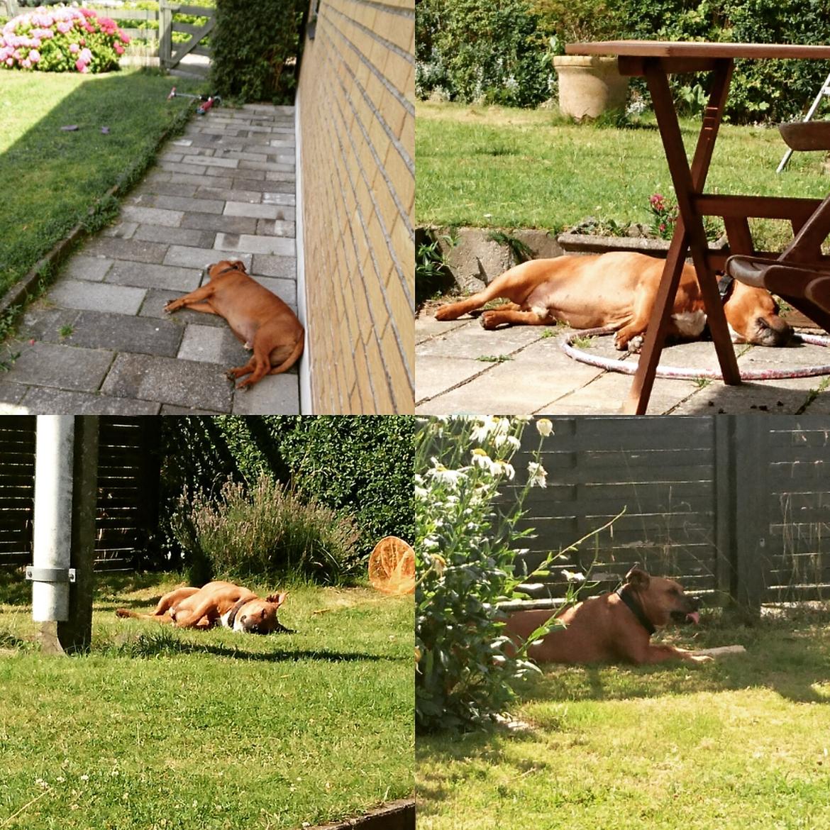 Staffordshire bull terrier Ludwig  - It's a rough life 😜 billede 42