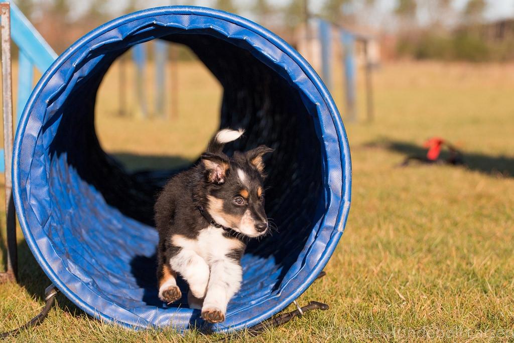 Border collie Peanut billede 8