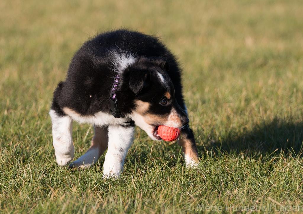 Border collie Peanut billede 10