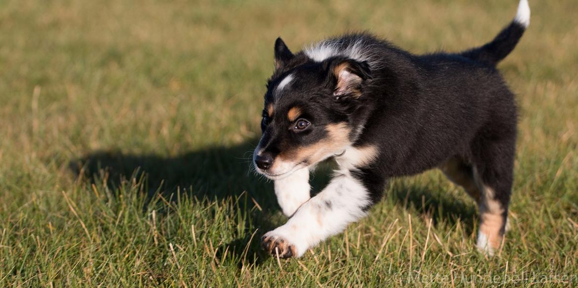 Border collie Peanut billede 13