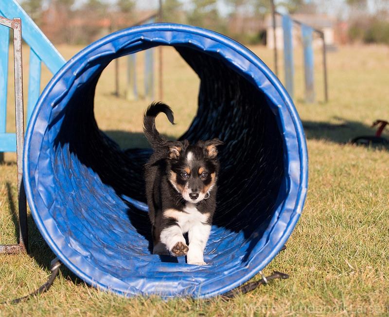Border collie Peanut billede 3