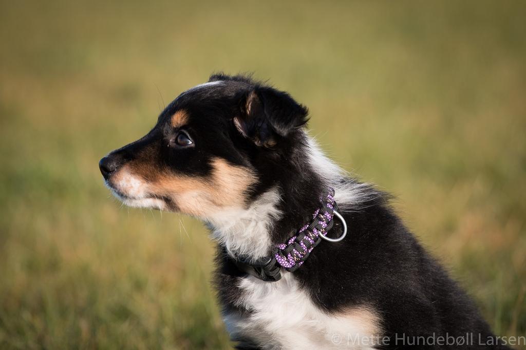 Border collie Peanut billede 7