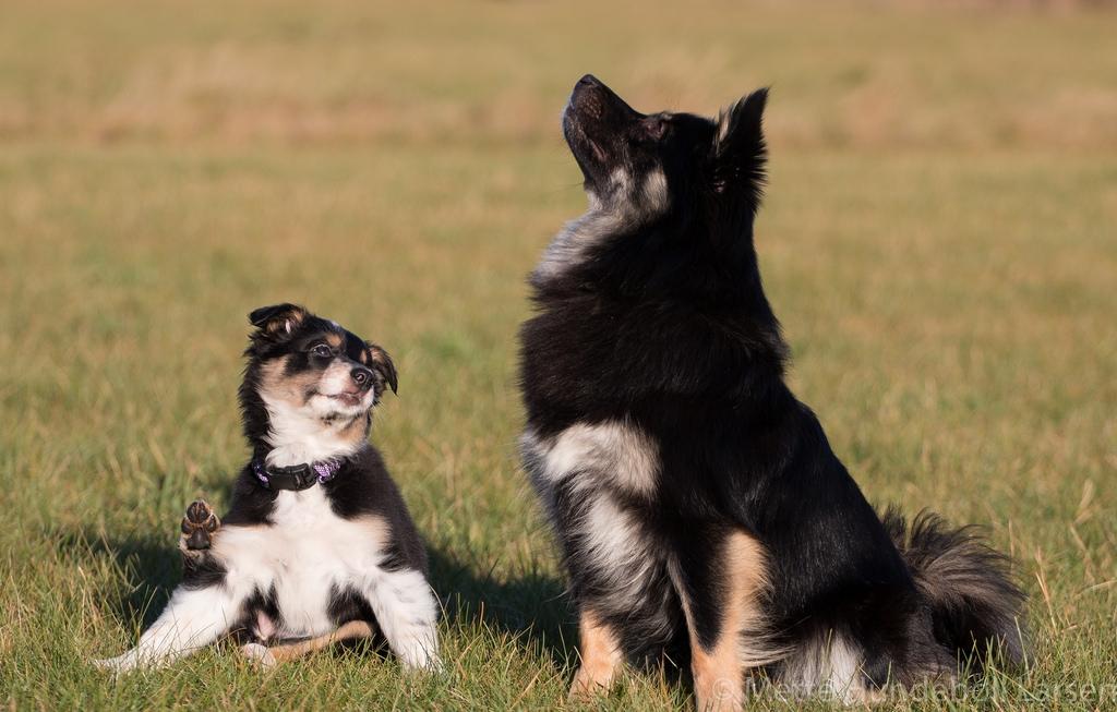 Border collie Peanut billede 15